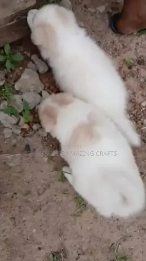 1-3 months Female Purebred American Eskimo