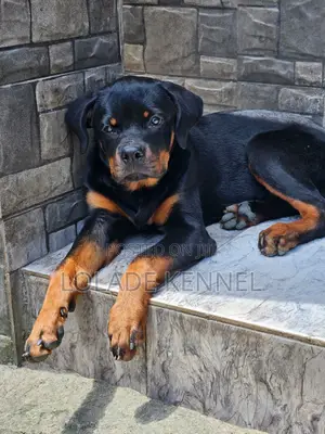 3-6 months Female Purebred Rottweiler