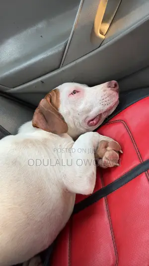 3-6 months Male Purebred American Pit Bull Terrier