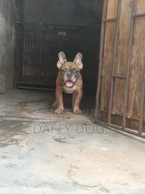 3-6 months Male Purebred French Bulldog