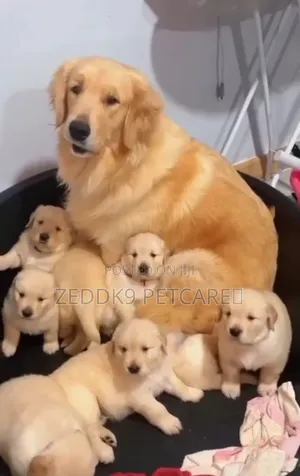 1-3 months Female Purebred Golden Retriever