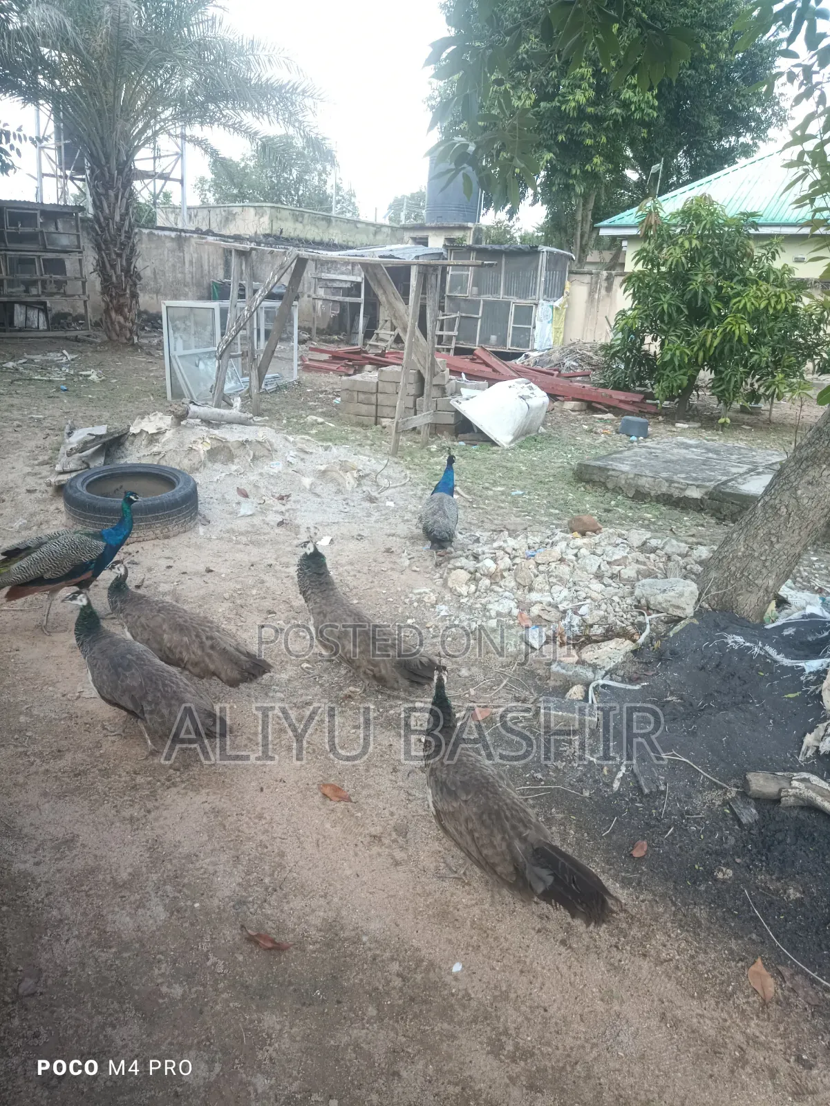 Available Healthy Pair(Peacock and Peahen)