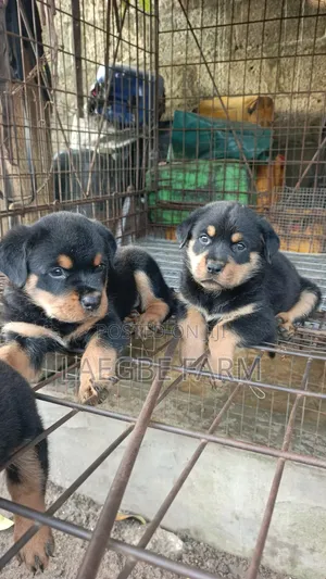 0-1 month Female Purebred Rottweiler