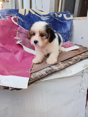 1-3 months Female Purebred Lhasa Apso