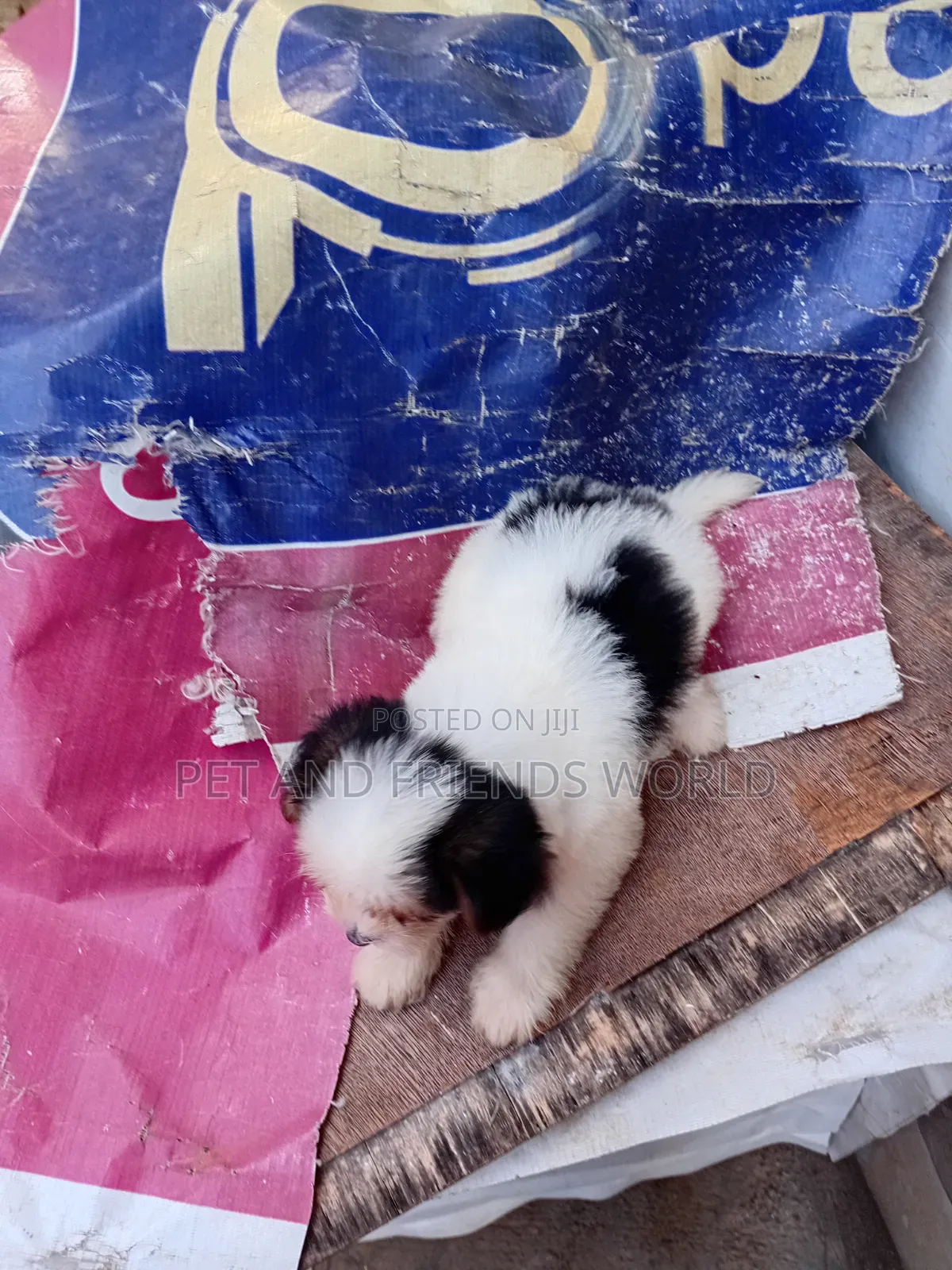 1-3 months Female Purebred Lhasa Apso