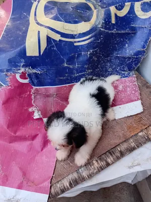1-3 months Female Purebred Lhasa Apso