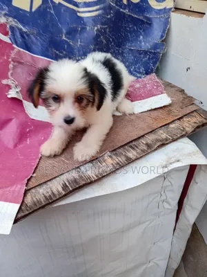 1-3 months Female Purebred Lhasa Apso