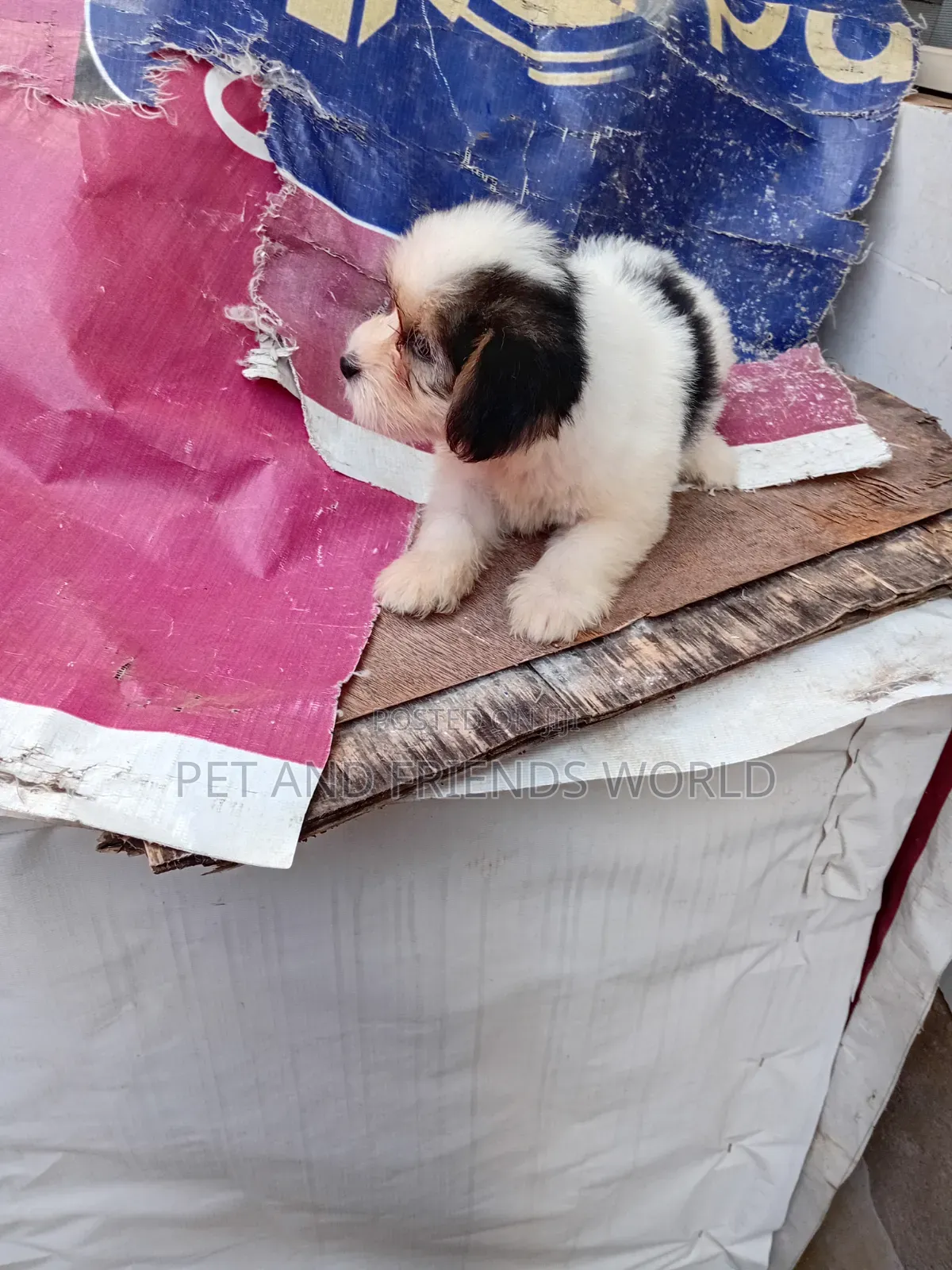 1-3 months Female Purebred Lhasa Apso