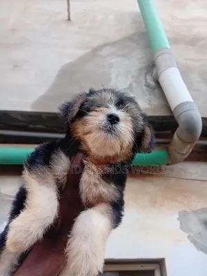 1-3 months Male Purebred Lhasa Apso