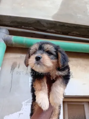 1-3 months Male Purebred Lhasa Apso