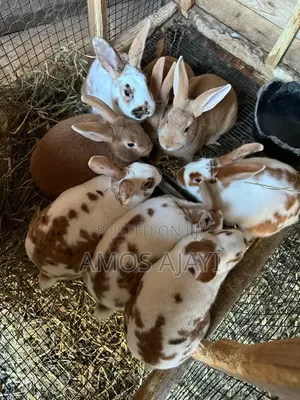 Adult Rabbit,and Month Old Rabbit Are Available for Sale