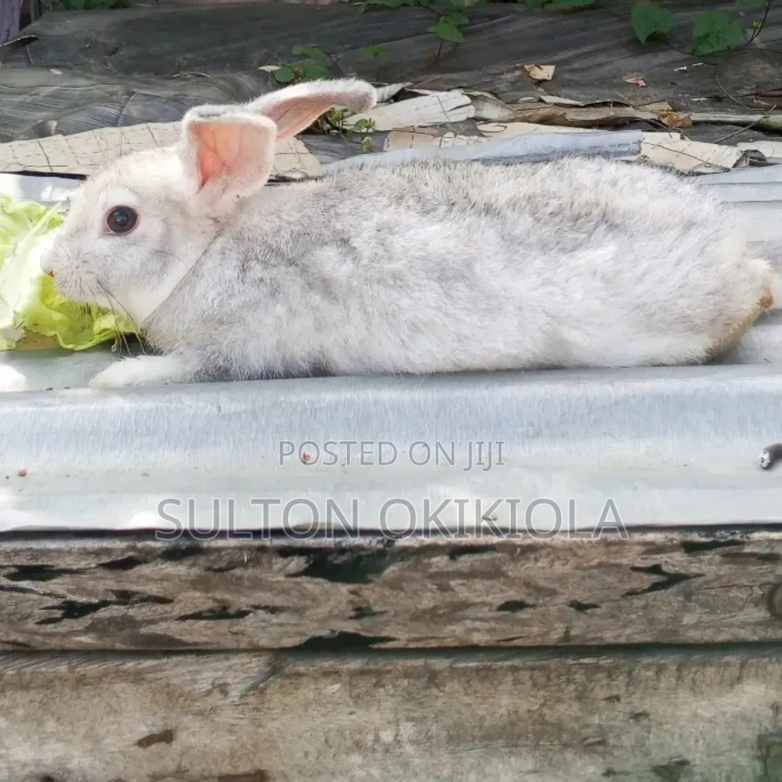 Weiners Rabbit