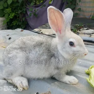 Weiners Rabbit