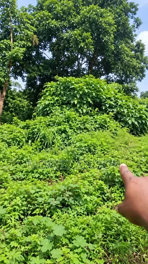 One and Half Plot of Land 860 SQM