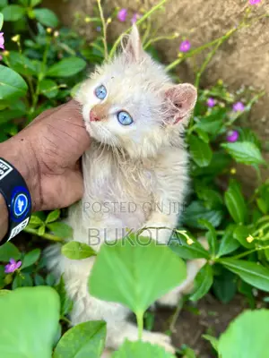 1-3 months Male Purebred Persian