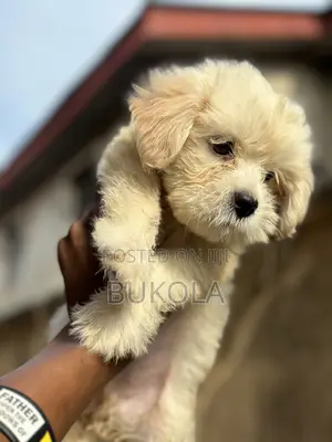 1-3 months Male Purebred Lhasa Apso