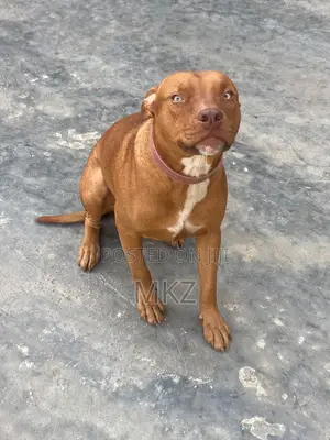 6-12 months Male Purebred American Pit Bull Terrier