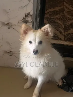 6-12 months Male Purebred American Eskimo