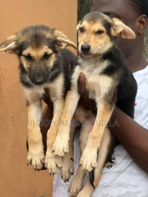 1-3 months Male Purebred German Shepherd