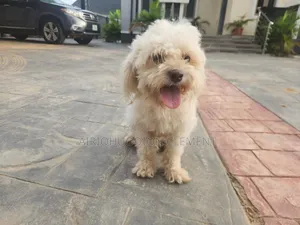 1+ year Male Purebred Lhasa Apso