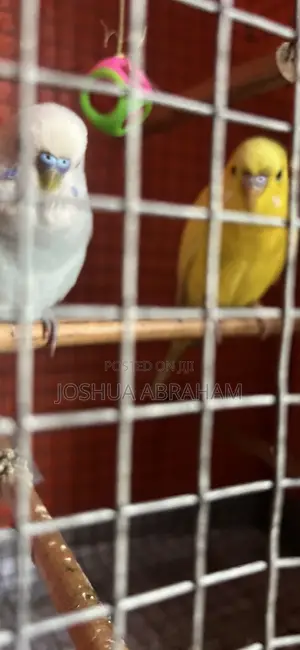 Budgie for Sale