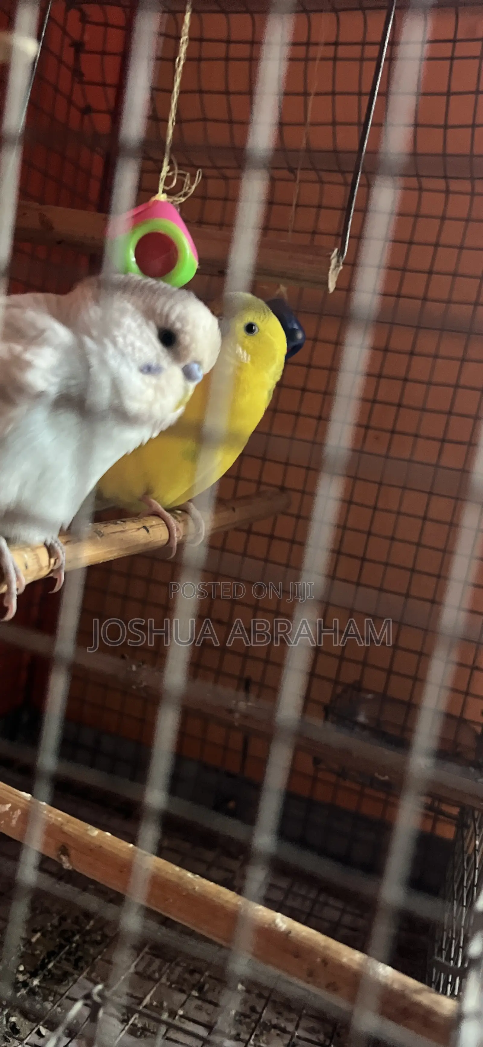 Budgie for Sale
