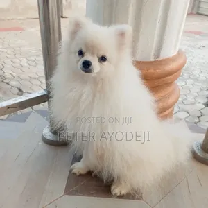 6-12 months Male Purebred Pomeranian