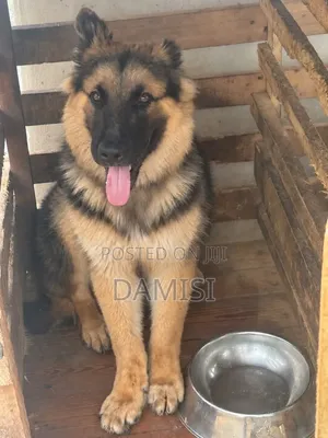 1-3 months Male Purebred German Shepherd