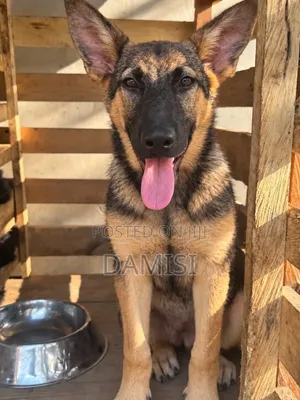1-3 months Male Purebred Caucasian Shepherd