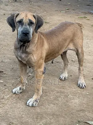 1+ year Female Purebred Boerboel