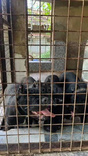 1-3 months Female Purebred Cane Corso