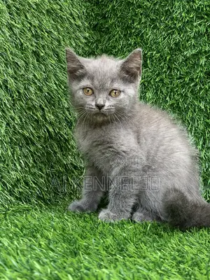 1-3 months Male Purebred British Shorthair