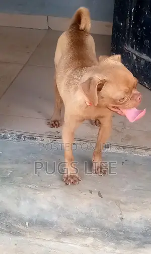 3-6 months Male Purebred Pug