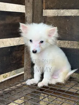 0-1 month Female Purebred American Eskimo