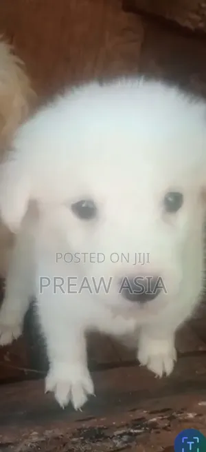 1-3 months Male Purebred American Eskimo