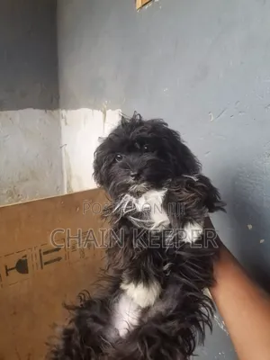3-6 months Male Purebred Lhasa Apso