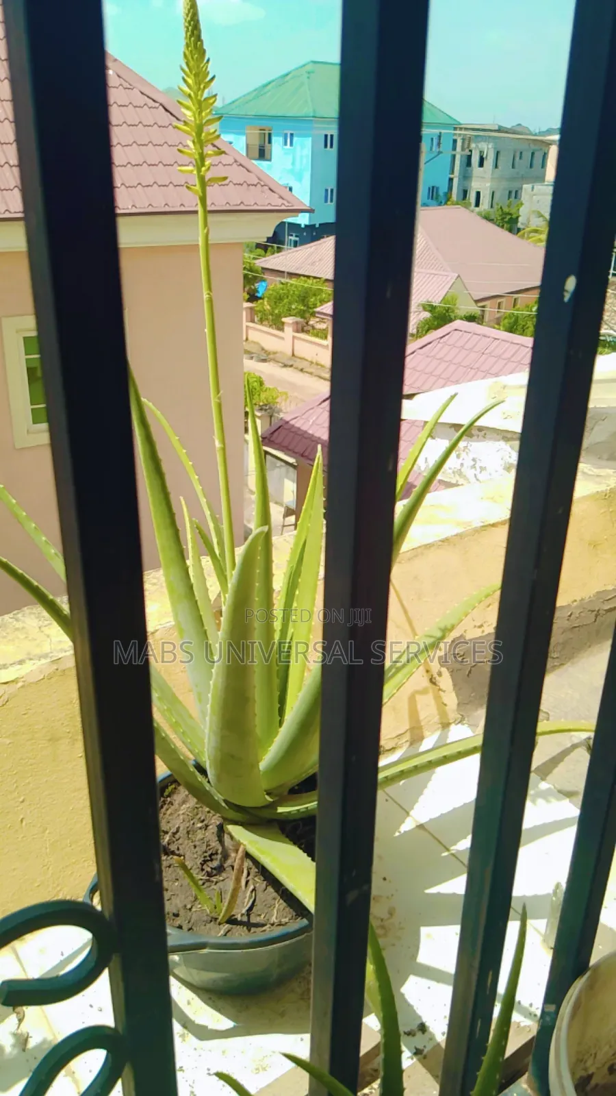 Aloe Vera (Fresh Organic Aloe Vera)