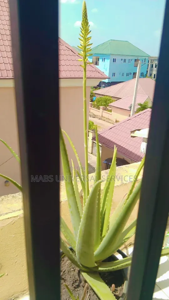 Aloe Vera (Fresh Organic Aloe Vera)
