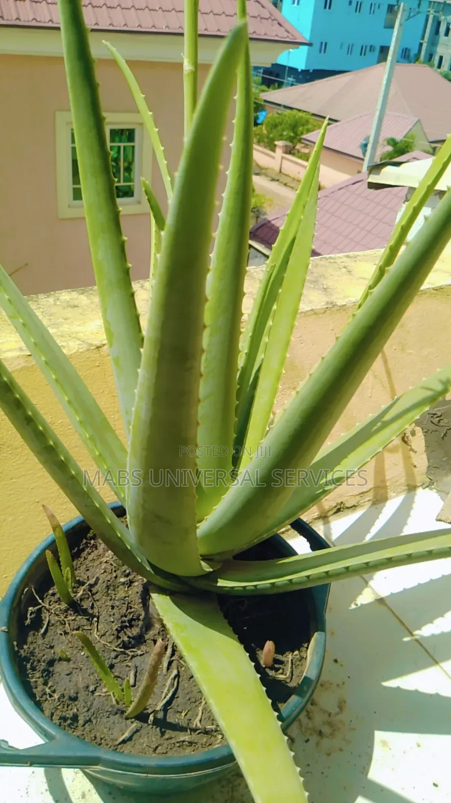Aloe Vera (Fresh Organic Aloe Vera)