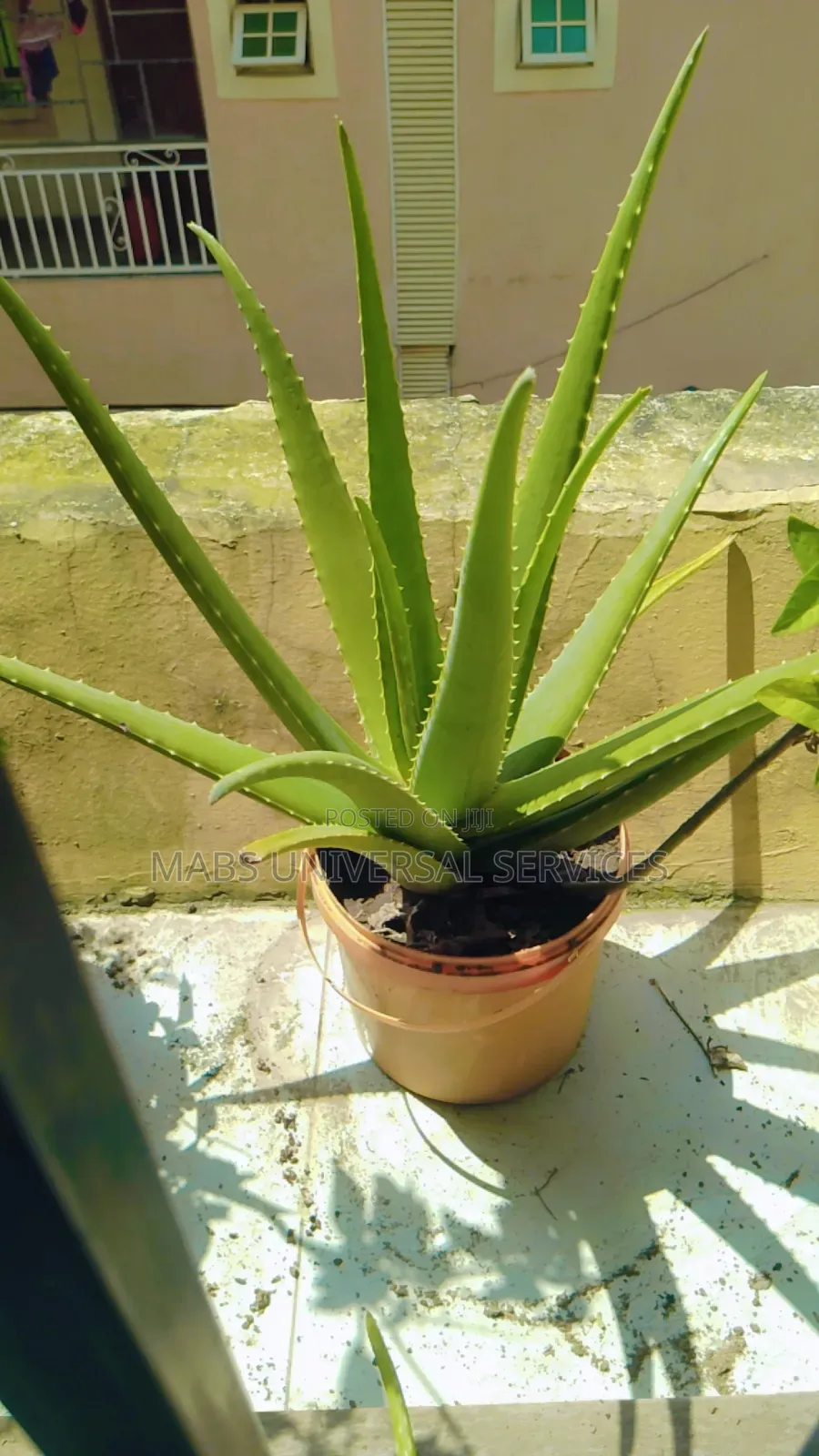 Aloe Vera (Fresh Organic Aloe Vera)