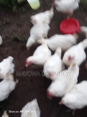 Healthy Broiler Chickens for Sale