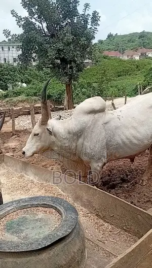 Cow for Sale - Healthy Well Treated Cows