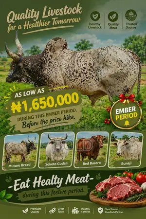 Cows for Sale - Healthy Farm Cows