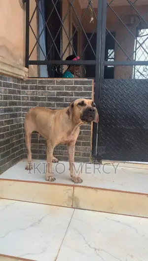 1+ year Female Purebred Boerboel