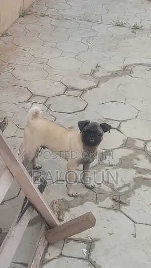 3-6 months Male Purebred Pug
