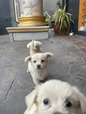 1-3 months Male Mixed Breed American Eskimo