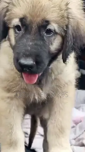 3-6 months Female Purebred Caucasian Shepherd