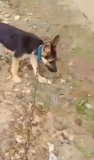 3-6 months Female Purebred German Shepherd