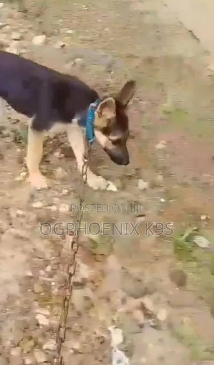 3-6 months Female Purebred German Shepherd