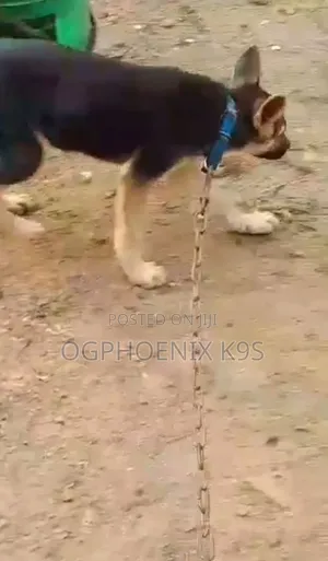 3-6 months Female Purebred German Shepherd